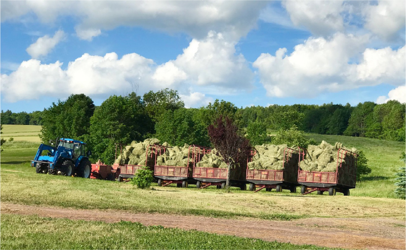Horse Hay in Wagons