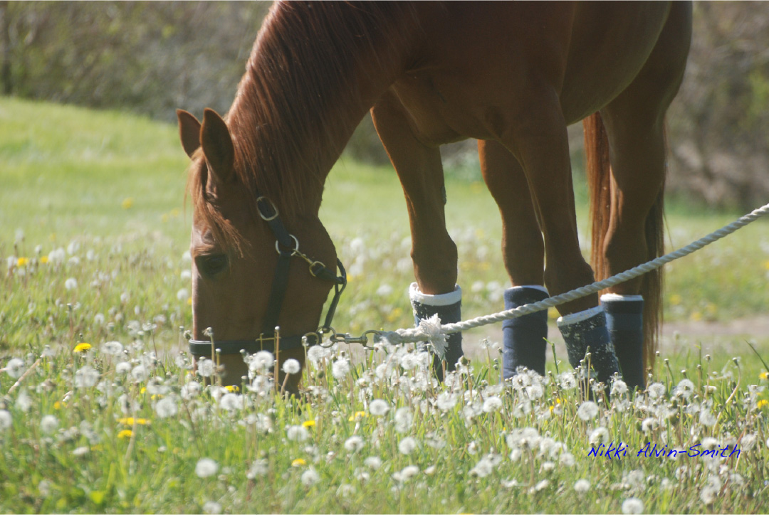 Have horse will travel