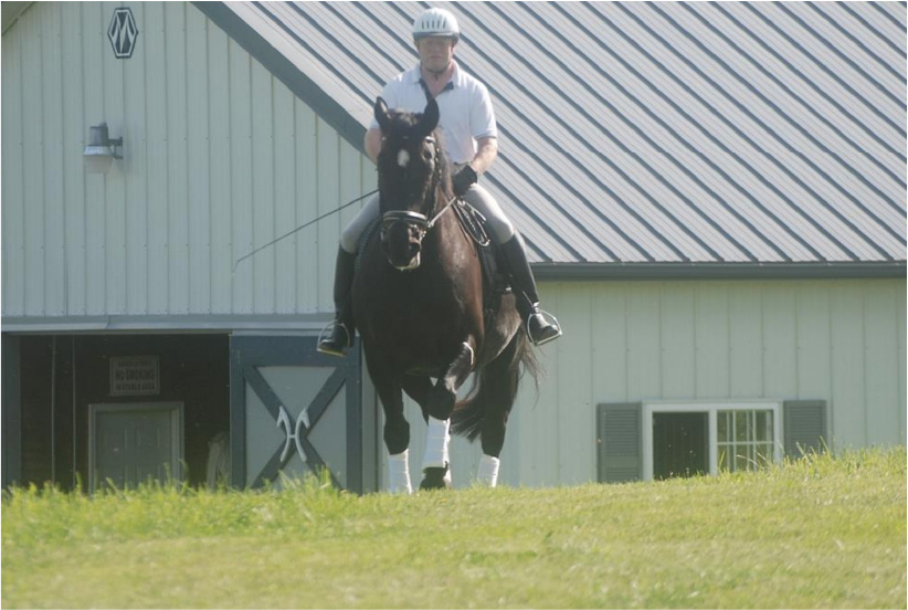 Horses Love Training Outdoords